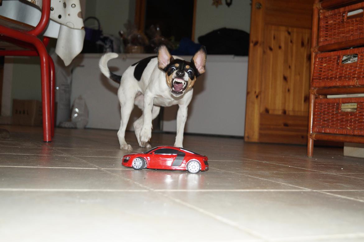 Dansk svensk gaardhund Laika billede 36