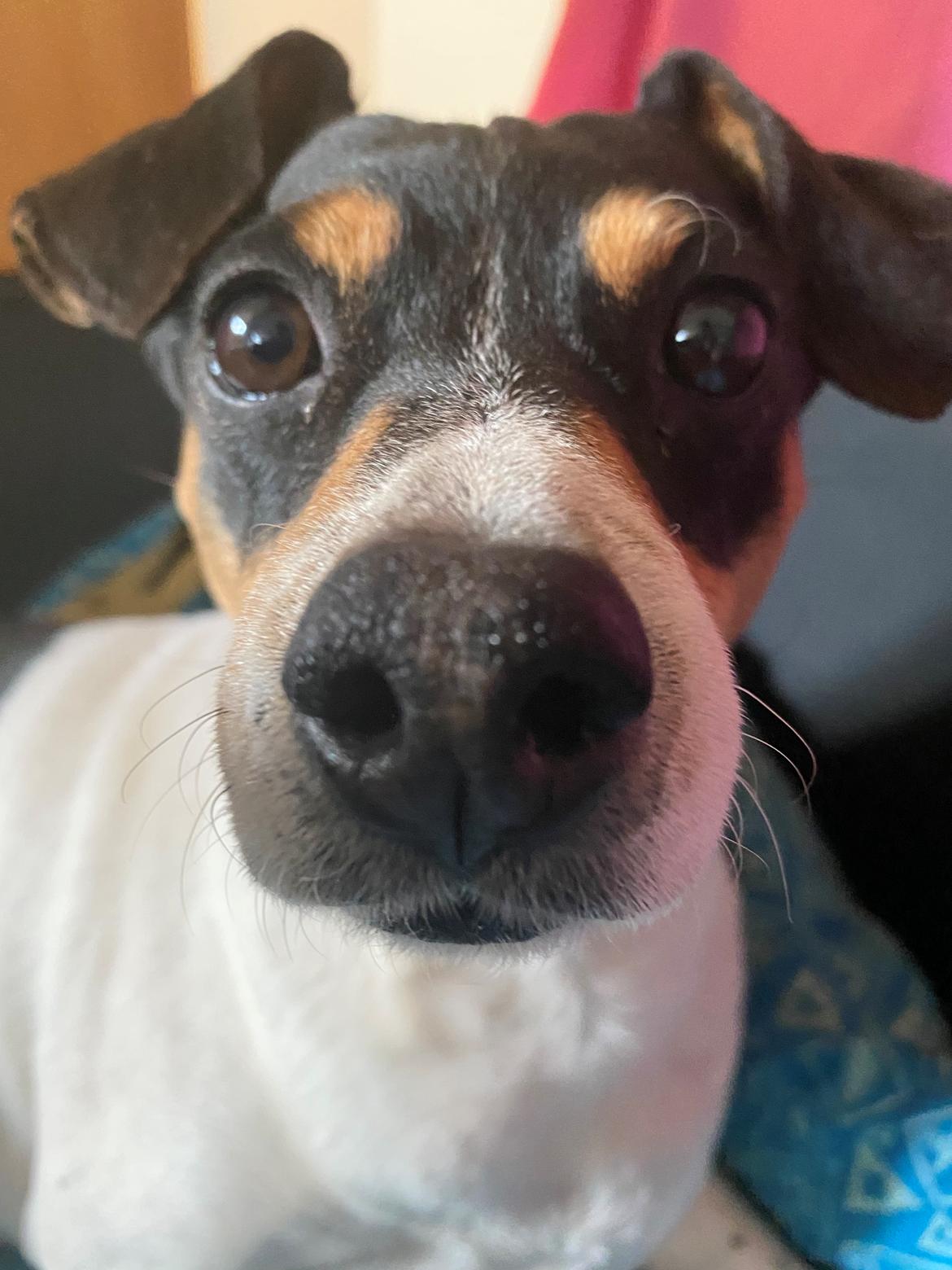 Dansk svensk gaardhund Laika billede 37