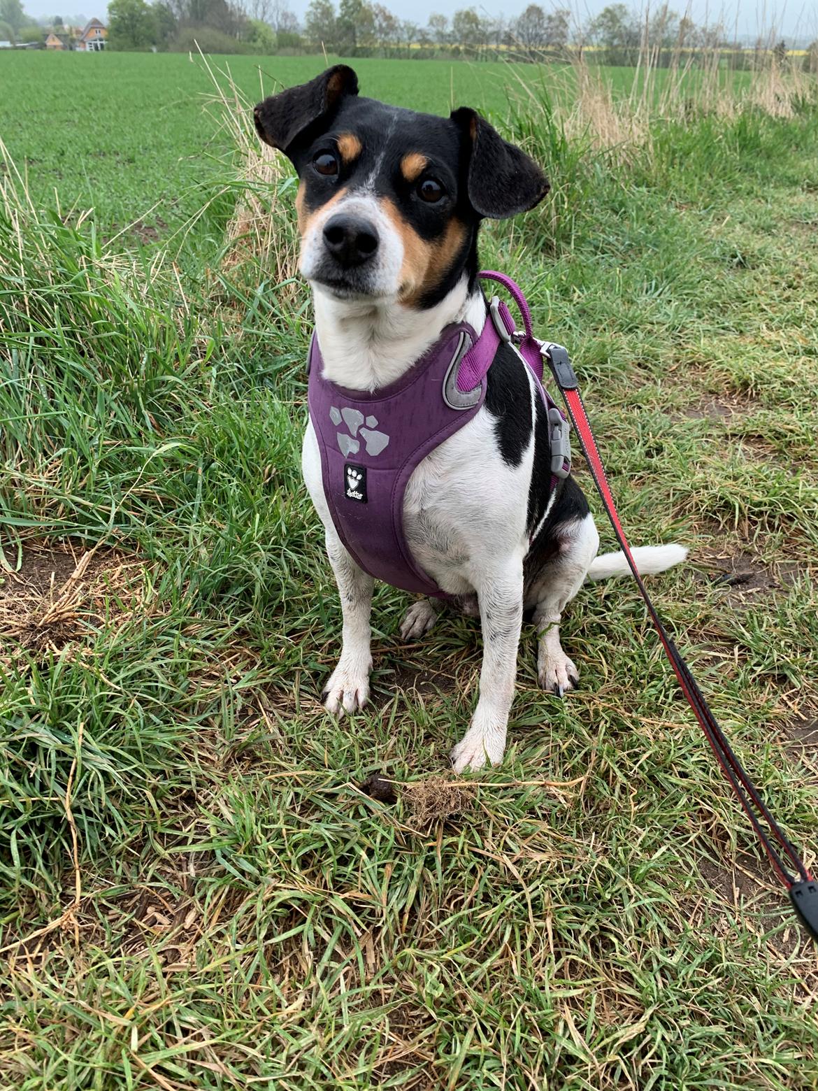 Dansk svensk gaardhund Laika billede 39