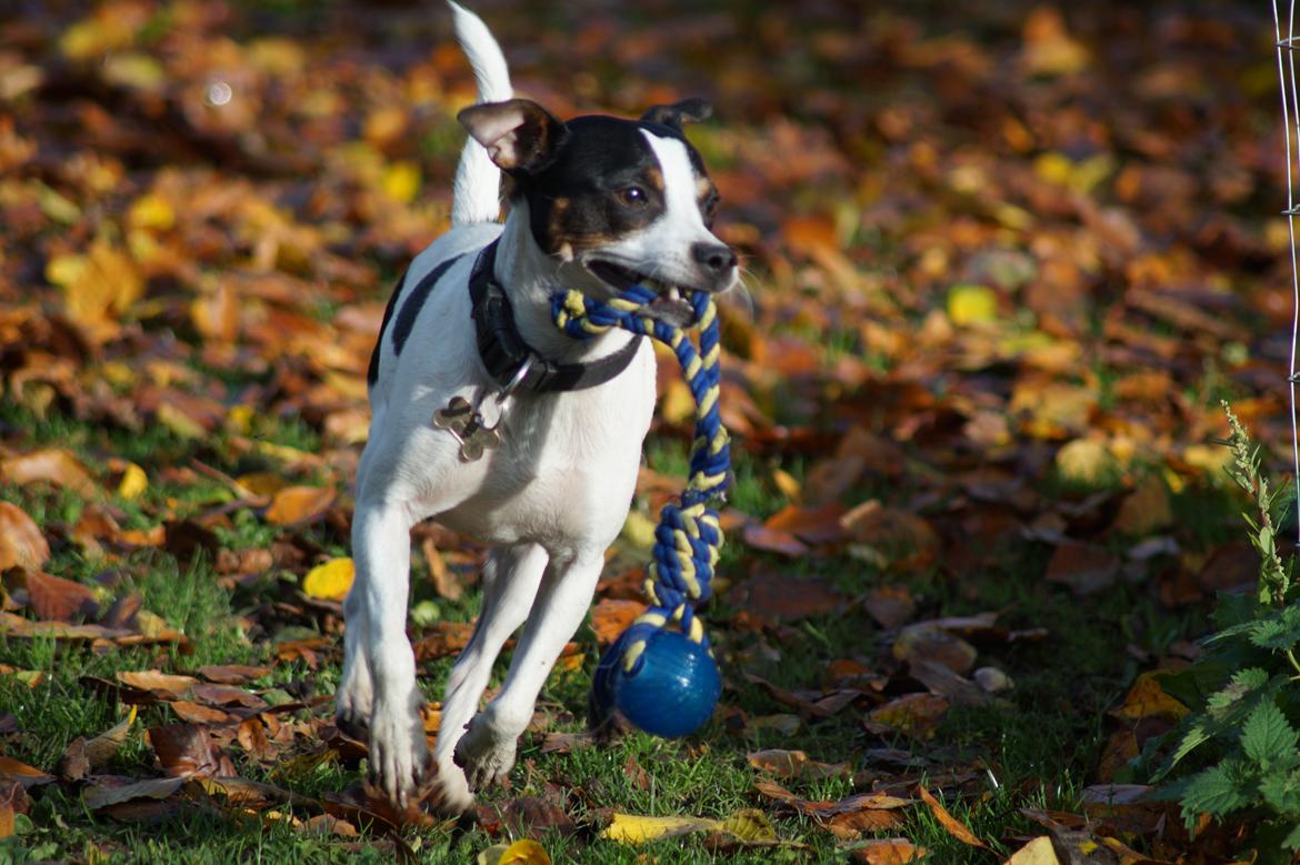 Dansk svensk gaardhund Zkrubbe´s Ice billede 1