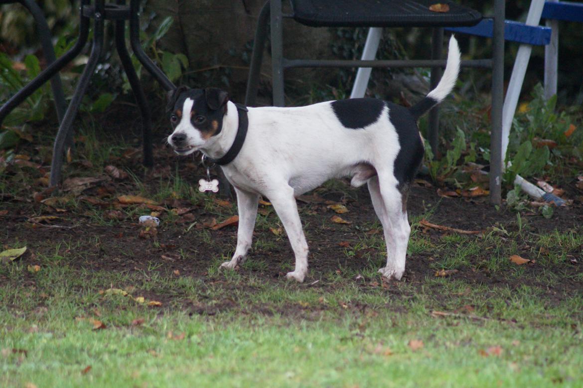 Dansk svensk gaardhund Zkrubbe´s Ice billede 7