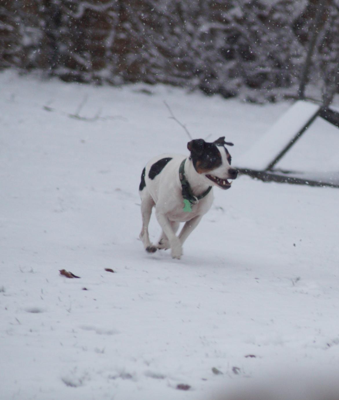 Dansk svensk gaardhund Zkrubbe´s Ice billede 2