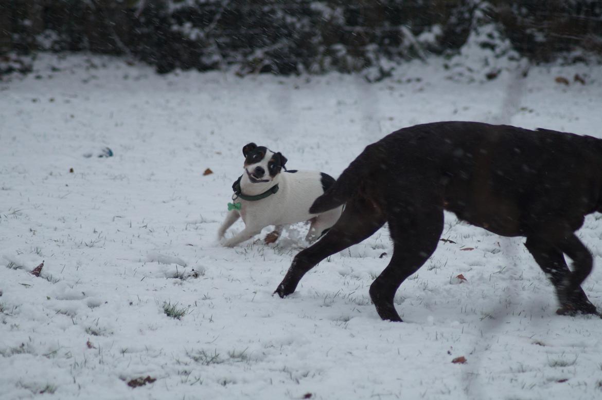 Dansk svensk gaardhund Zkrubbe´s Ice billede 11