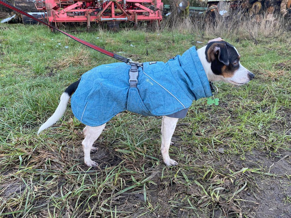 Dansk svensk gaardhund Zkrubbe´s Ice billede 6