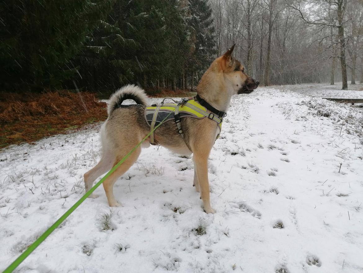 Kishu Amaterasu sai-no kawara billede 24