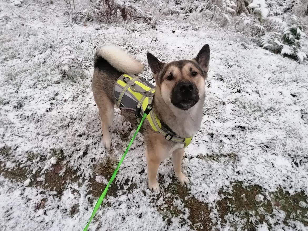 Kishu Amaterasu sai-no kawara billede 25