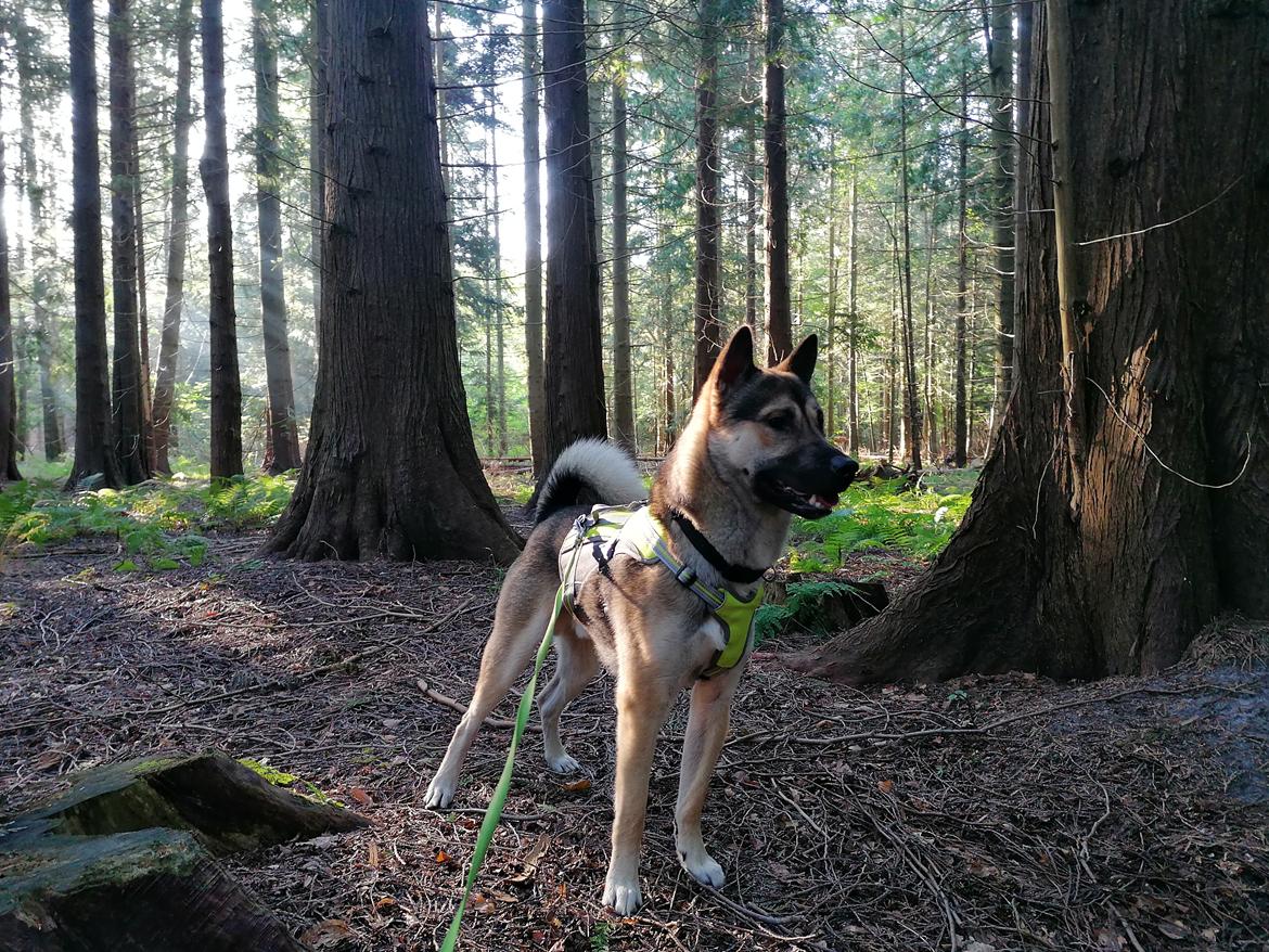 Kishu Amaterasu sai-no kawara billede 27