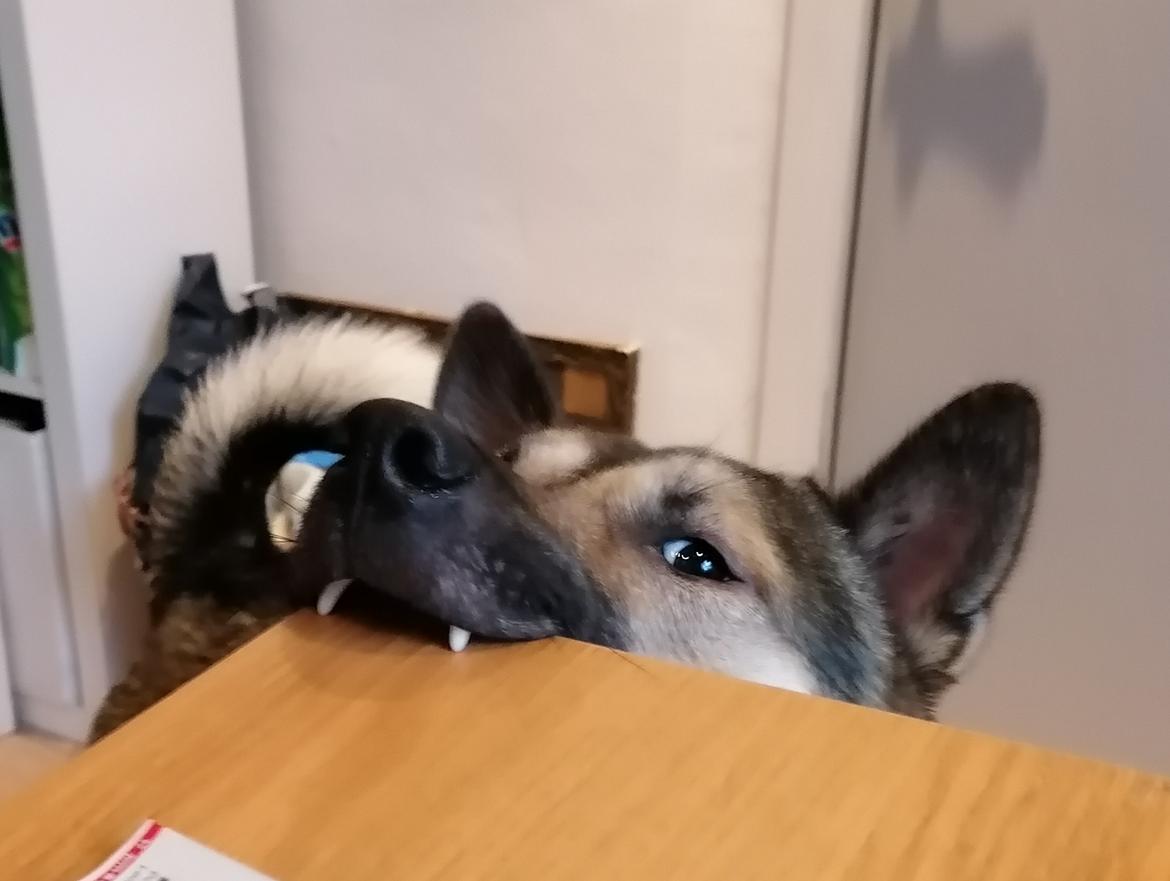 Kishu Amaterasu sai-no kawara billede 26