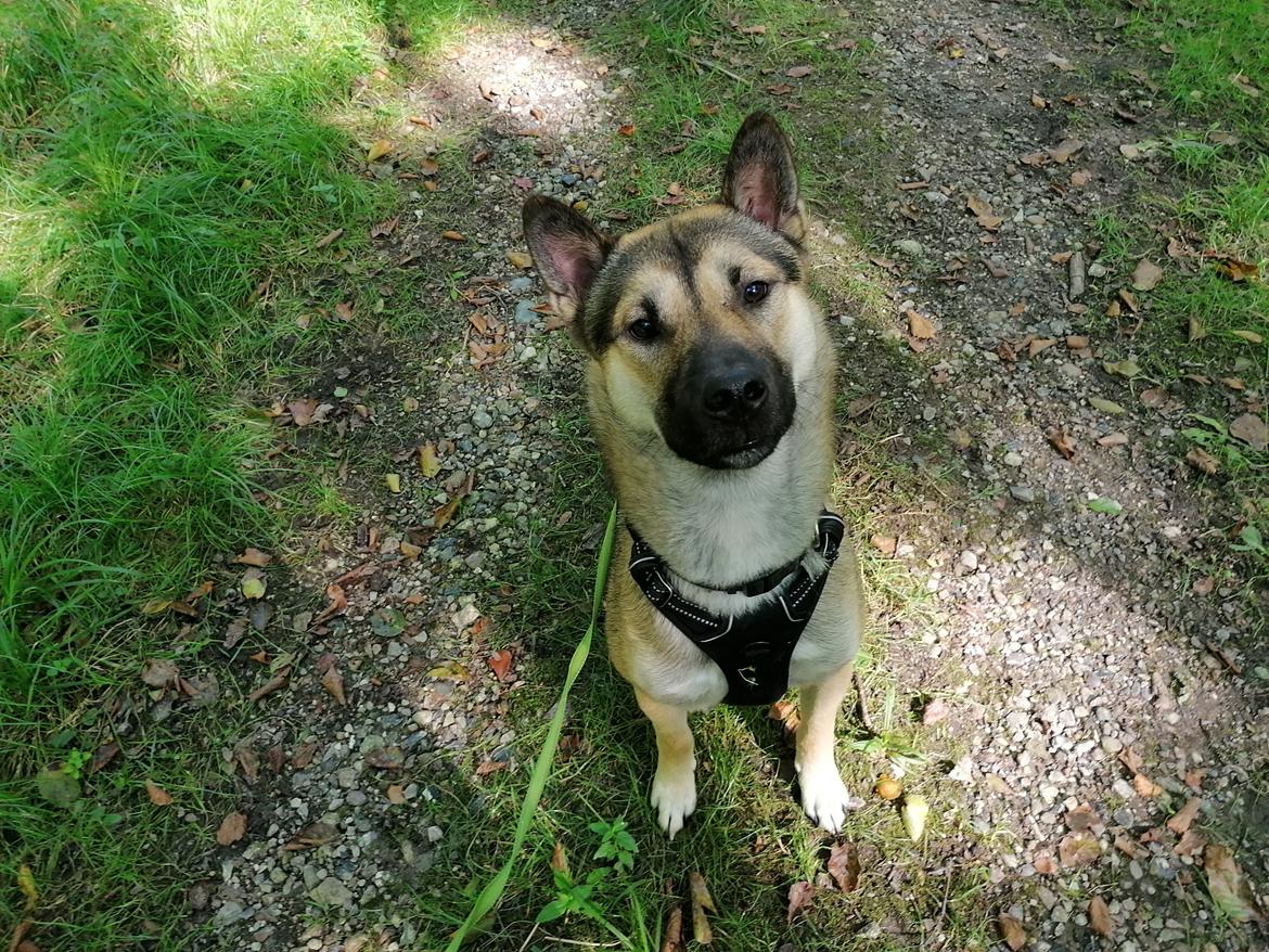 Kishu Amaterasu sai-no kawara billede 29