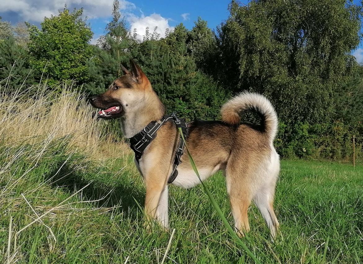 Kishu Amaterasu sai-no kawara billede 28