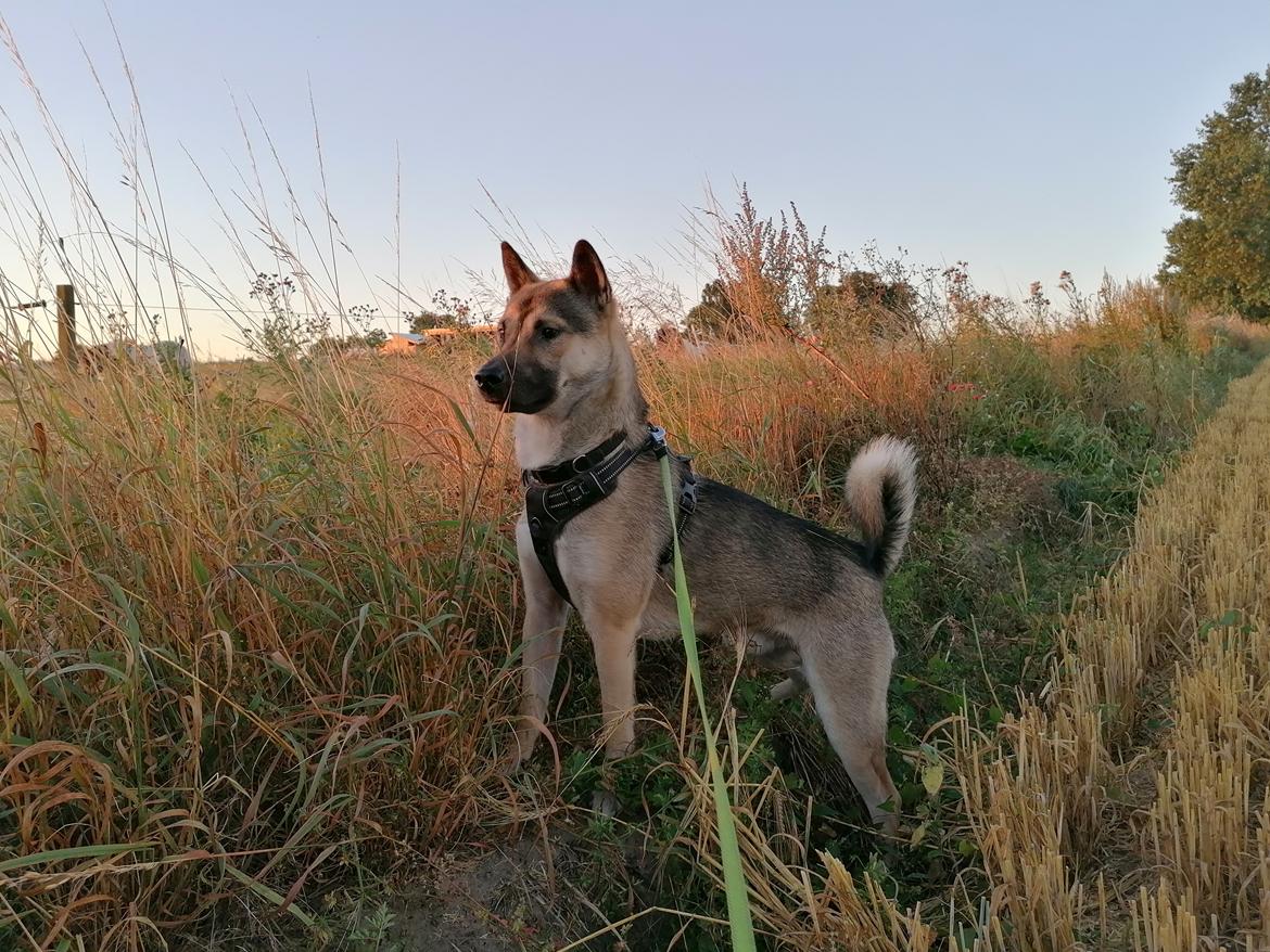 Kishu Amaterasu sai-no kawara billede 30