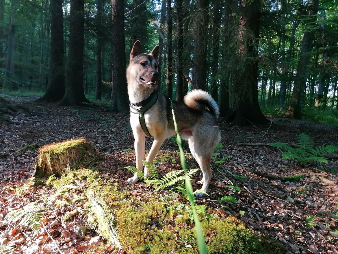 Kishu Amaterasu sai-no kawara billede 32