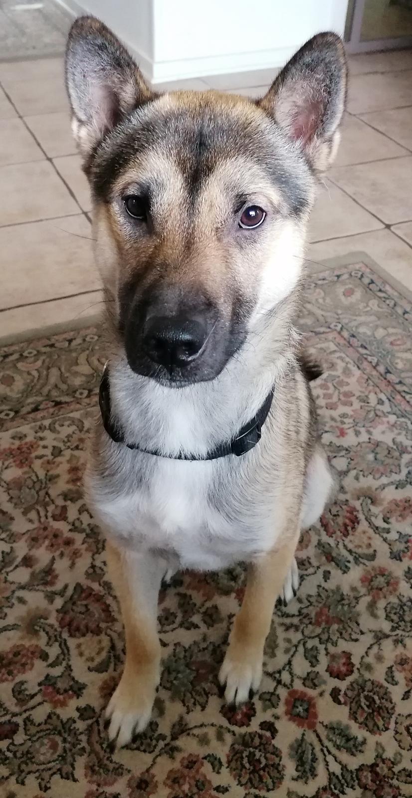 Kishu Amaterasu sai-no kawara billede 31