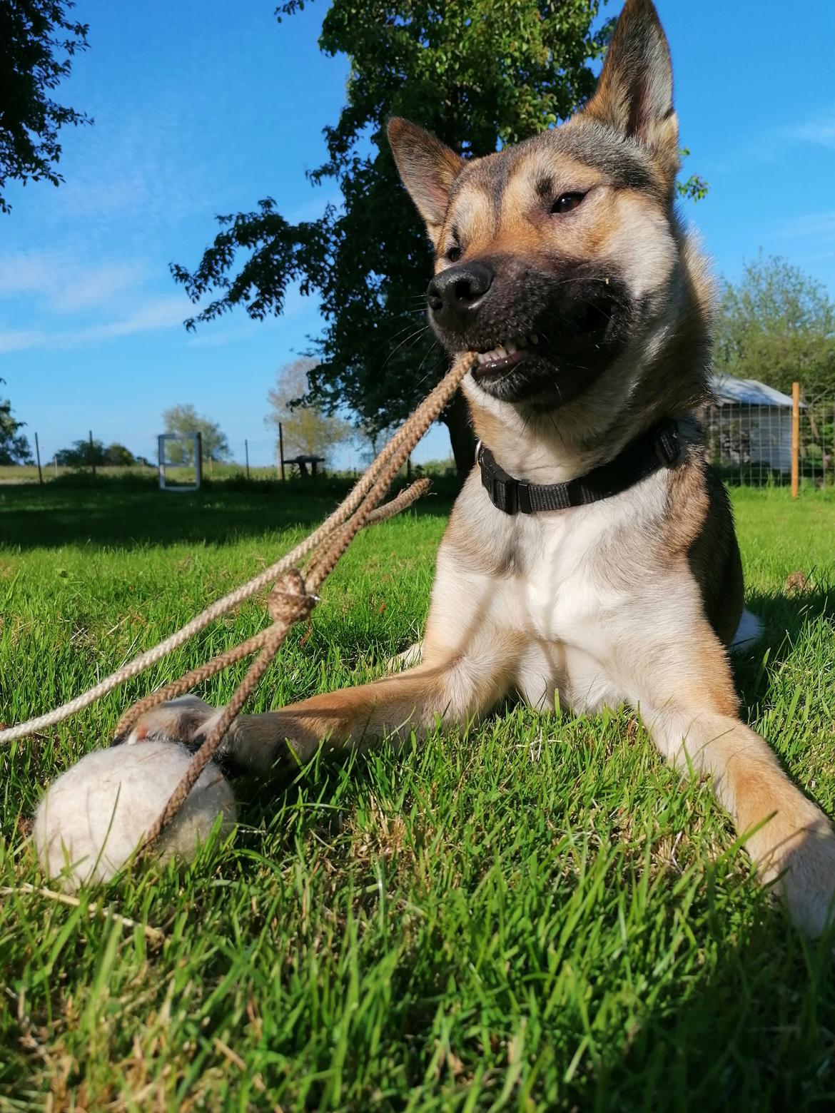 Kishu Amaterasu sai-no kawara billede 33