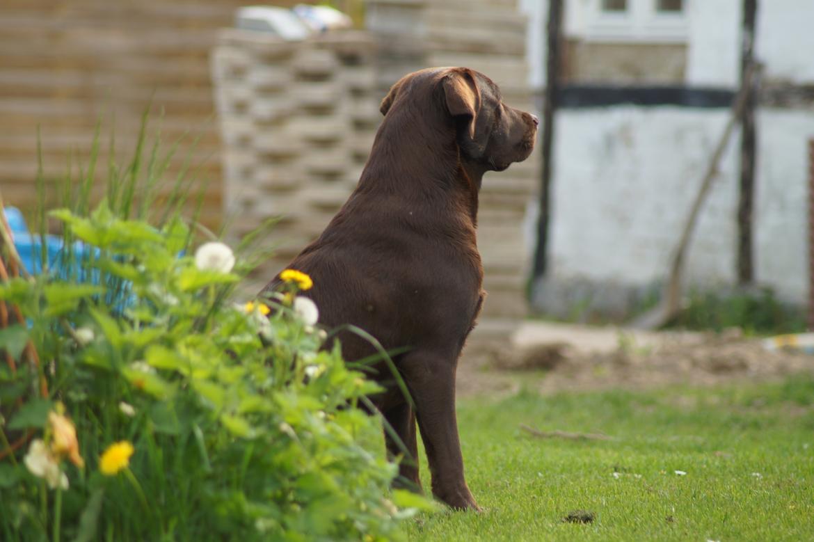 Labrador retriever Dimma billede 4