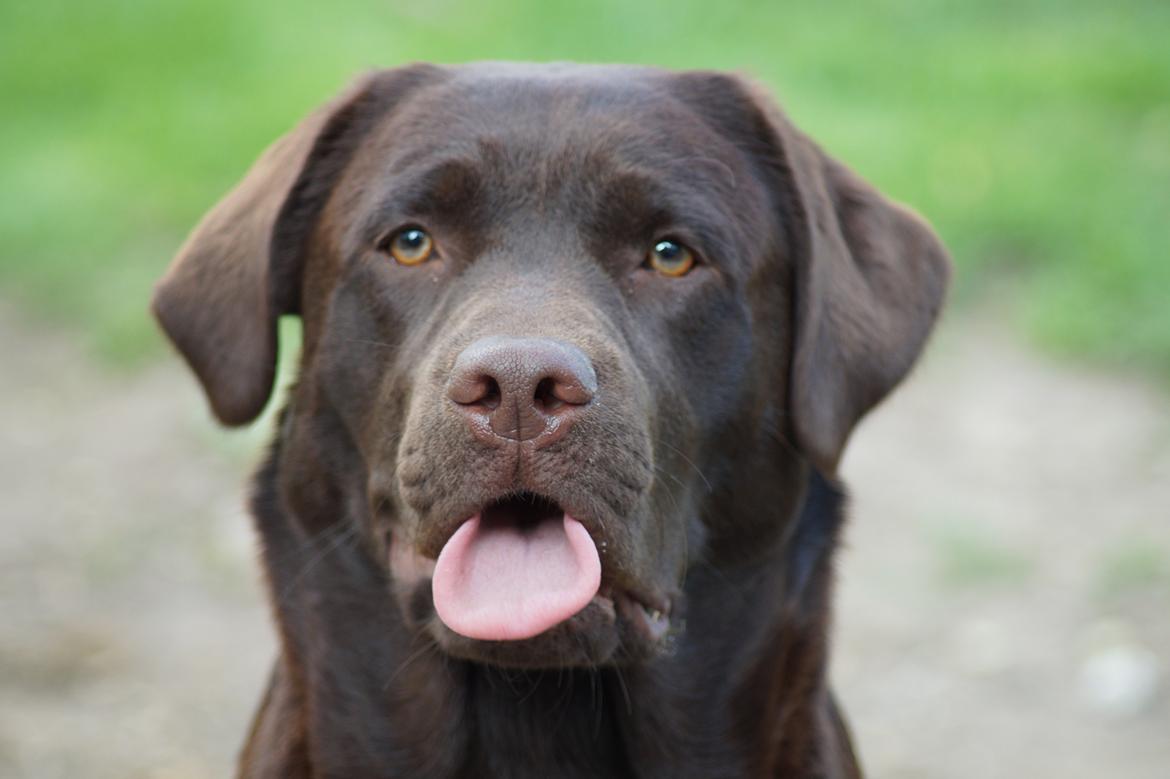 Labrador retriever Dimma billede 5