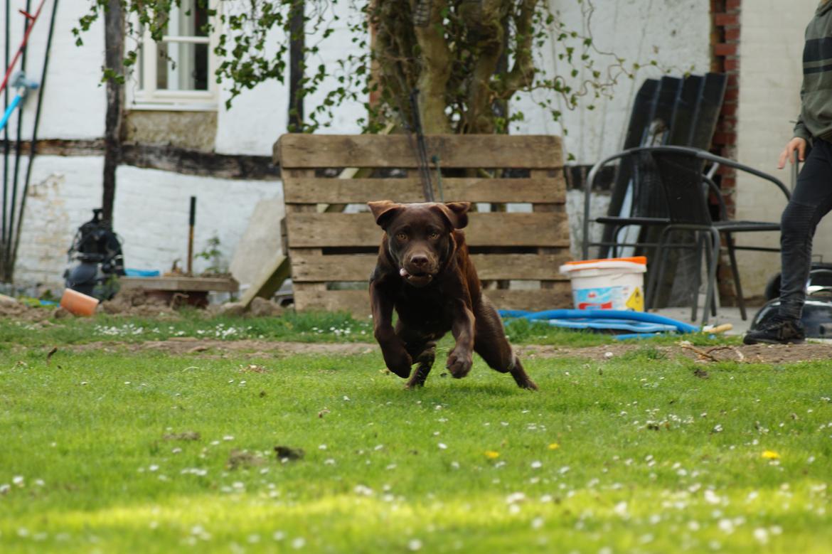 Labrador retriever Dimma billede 6