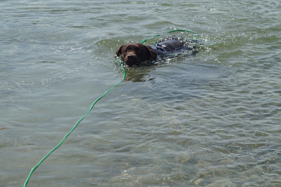 Labrador retriever Dimma billede 18