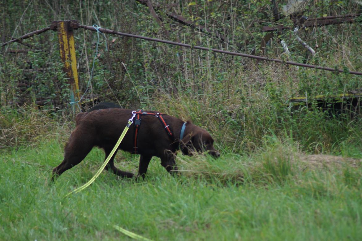 Labrador retriever Dimma billede 25