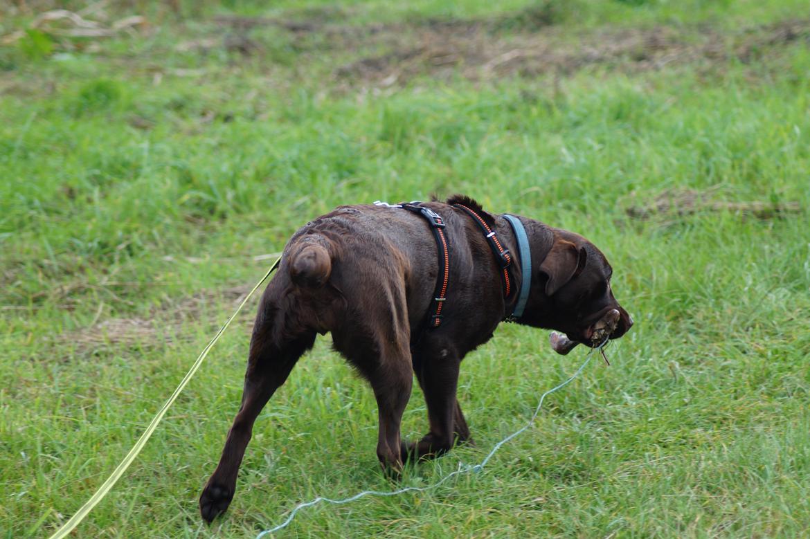 Labrador retriever Dimma billede 26