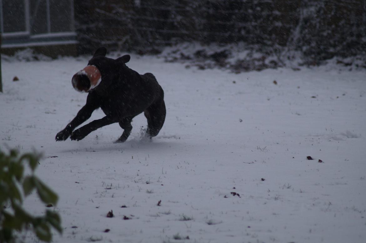 Labrador retriever Dimma billede 28