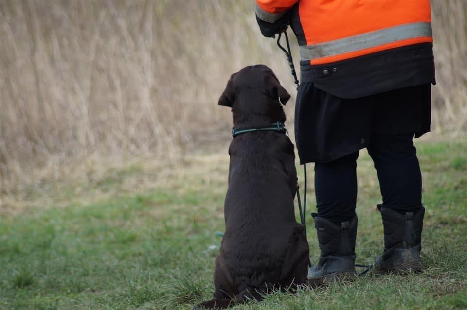 Labrador retriever Dimma billede 32