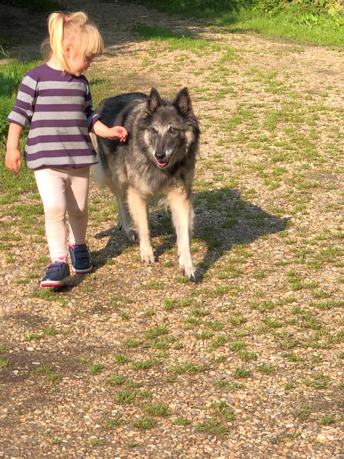 Tervueren Athene A Fleme Of Pride billede 8