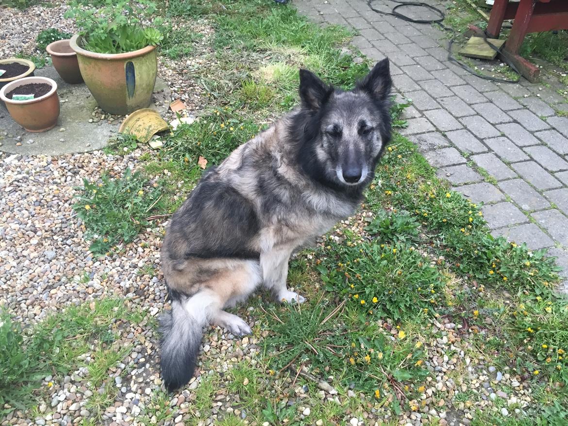 Tervueren Athene A Fleme Of Pride billede 1