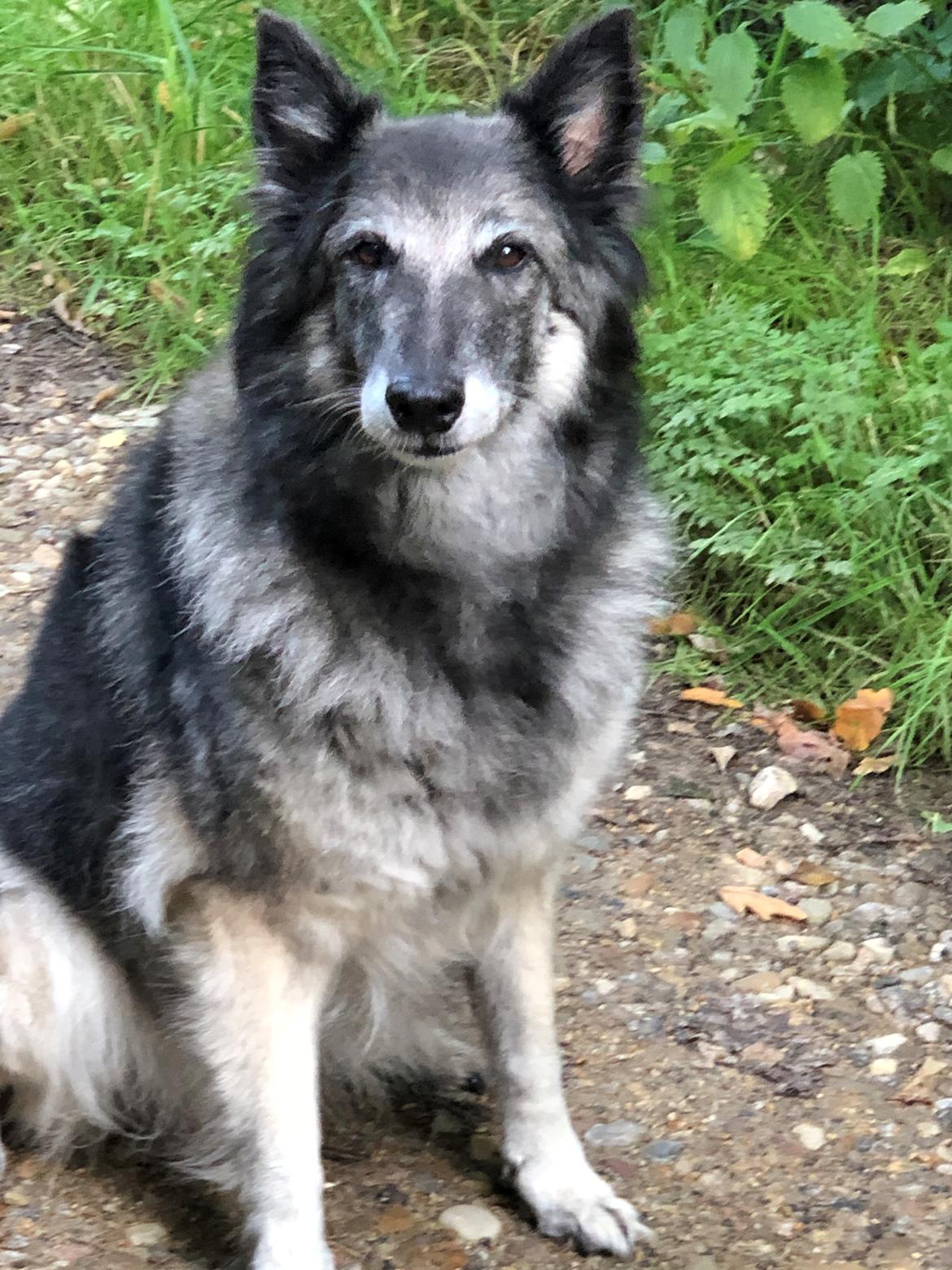 Tervueren Athene A Fleme Of Pride billede 9