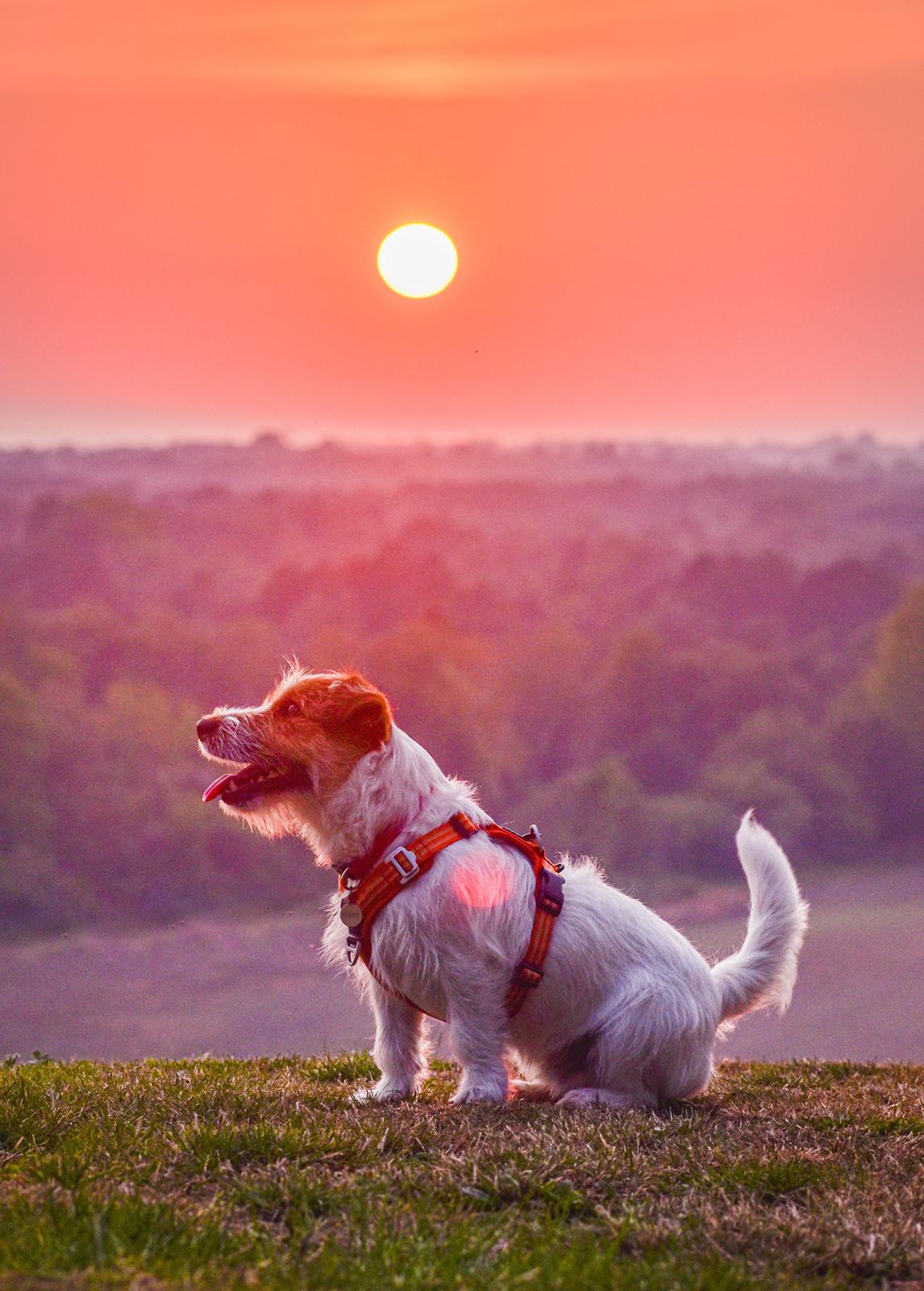 Jack russell terrier Klintskov's Poseidon (Elmer) billede 5