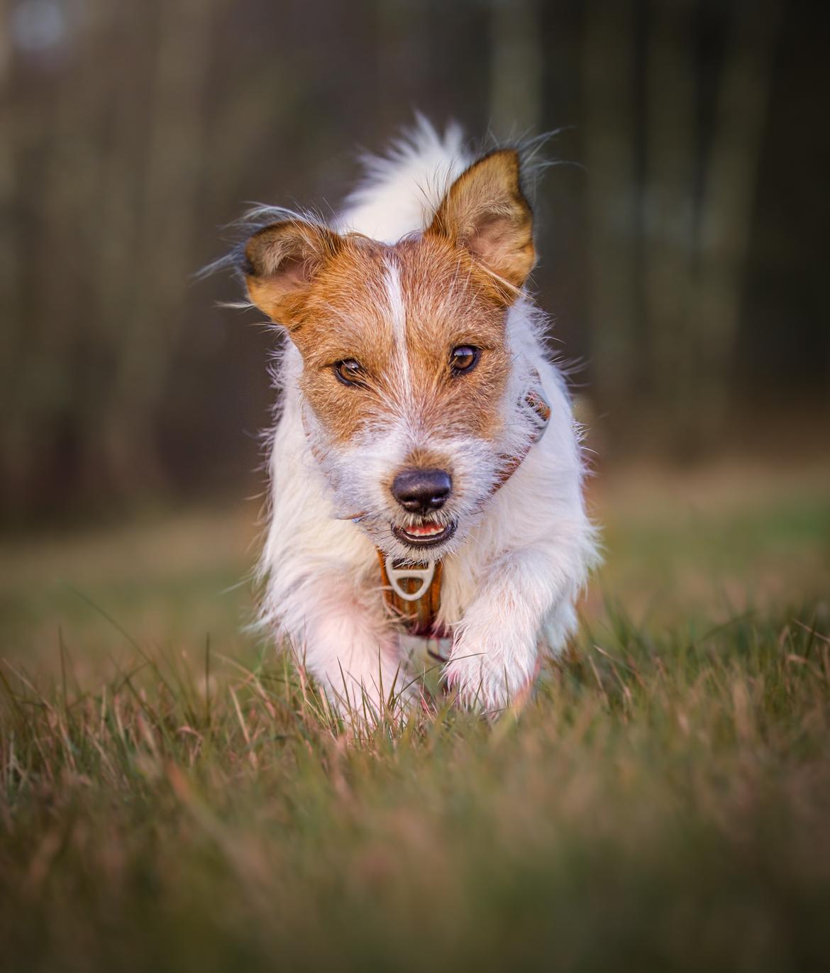 Jack russell terrier Klintskov's Poseidon (Elmer) billede 7