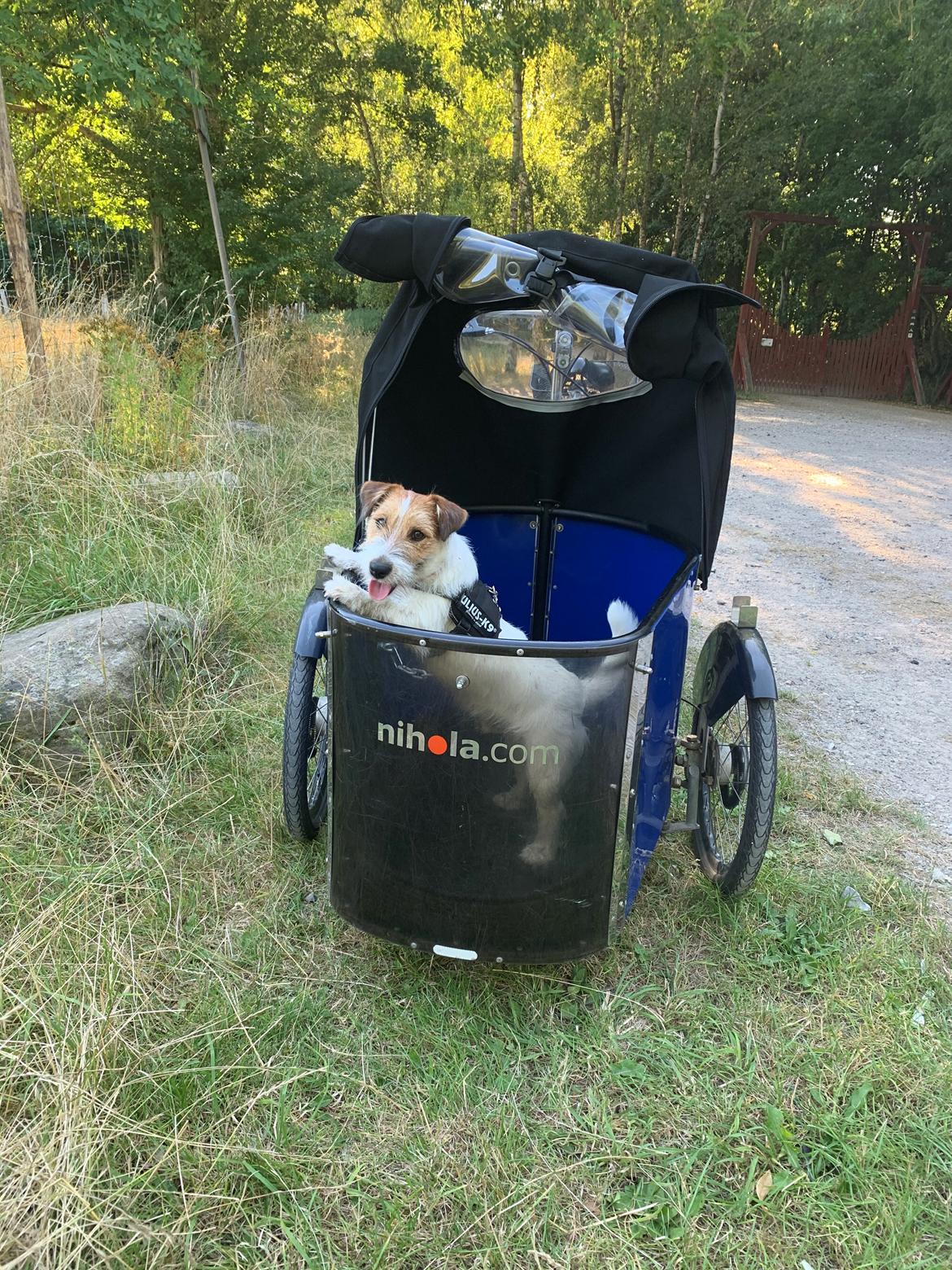 Jack russell terrier Klintskov's Poseidon (Elmer) billede 8