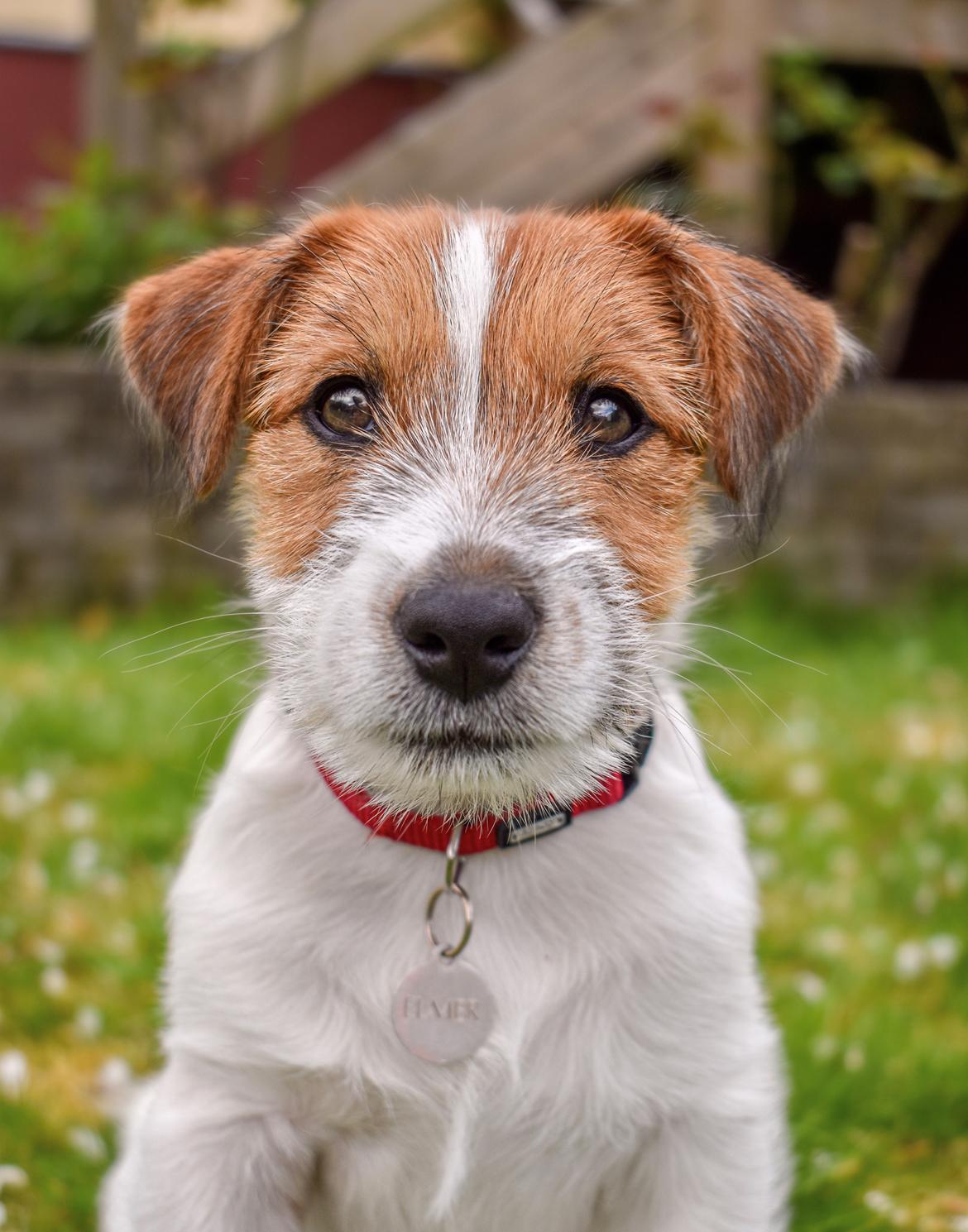 Jack russell terrier Klintskov's Poseidon (Elmer) billede 10