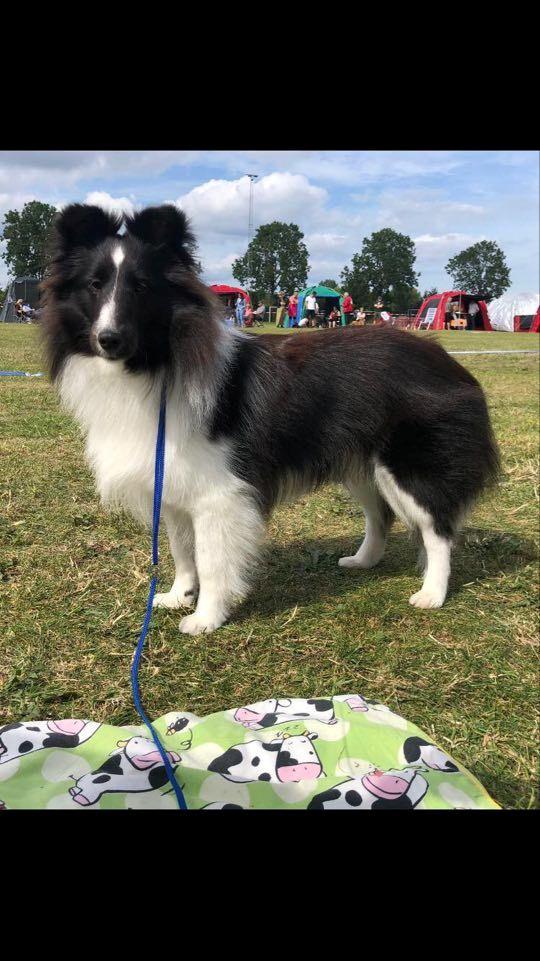 Shetland sheepdog Xtreme Beauty Line d'Ares Da Serra (*Line) billede 16