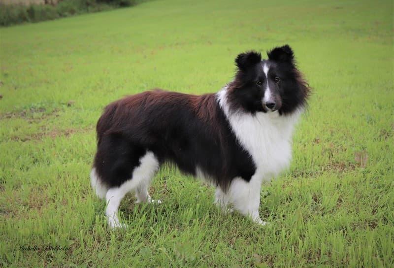 Shetland sheepdog Xtreme Beauty Line d'Ares Da Serra (*Line) billede 1