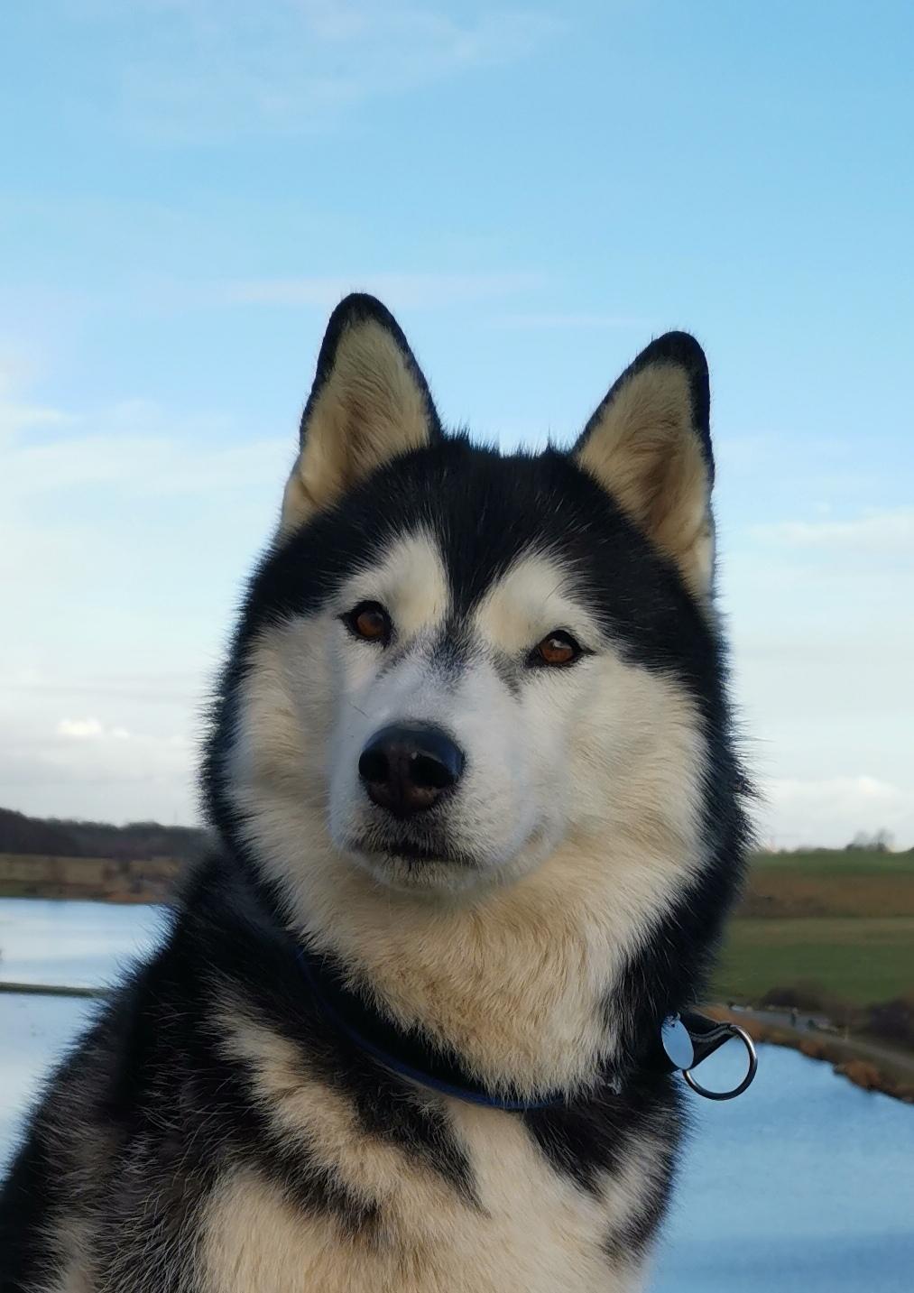 Siberian husky Sheena (Mesmocans Black Betty) billede 2