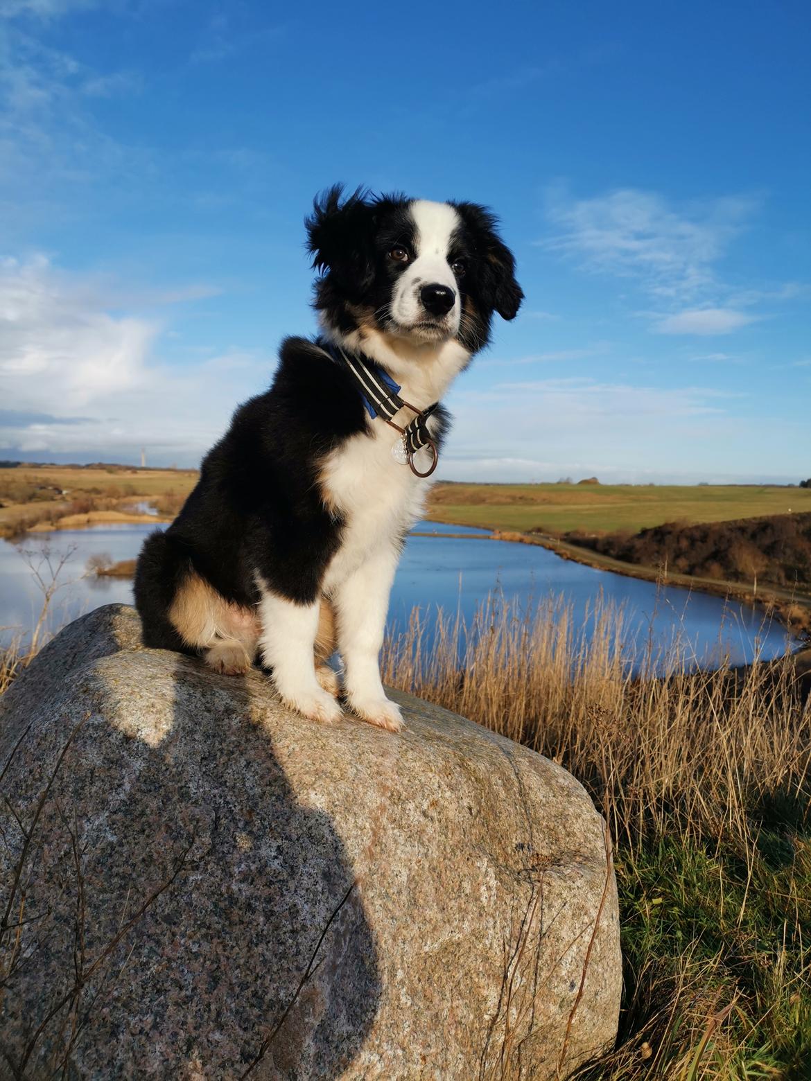 Miniature American Shepherd Nimbus (Truecolorsshining Busy Billybob) billede 15