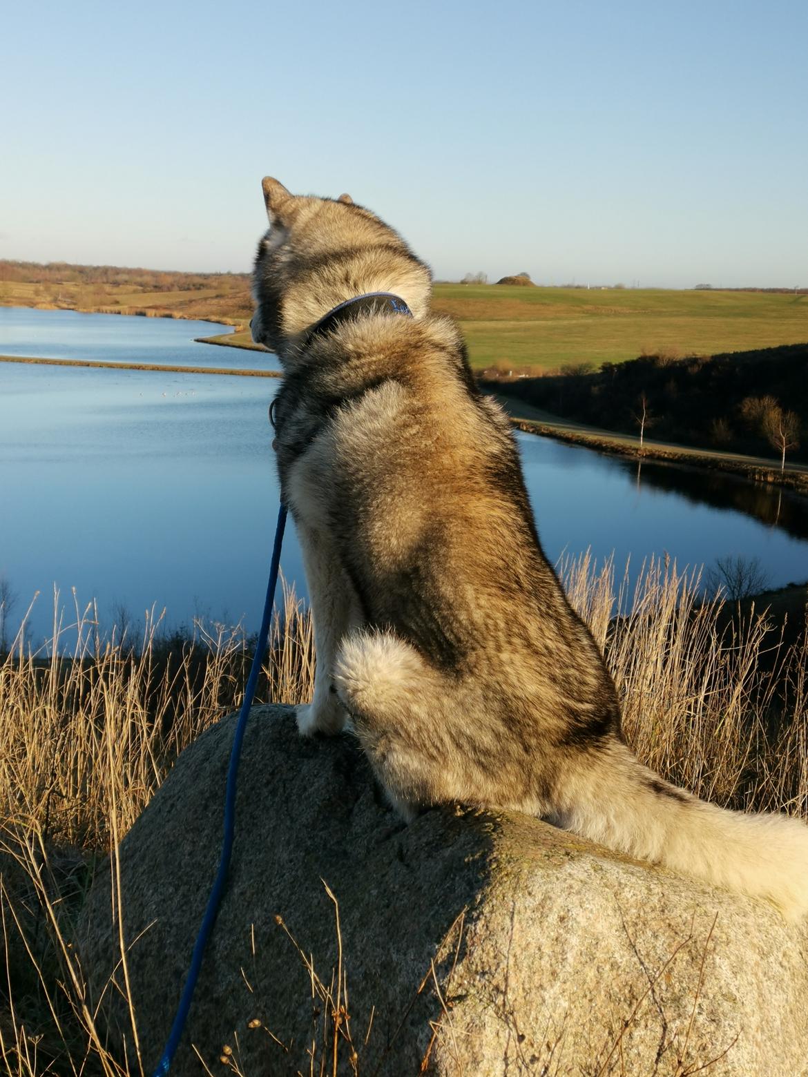 Siberian husky Lufkaz (Mesmocan 7 Cities of Gold) RIP billede 2