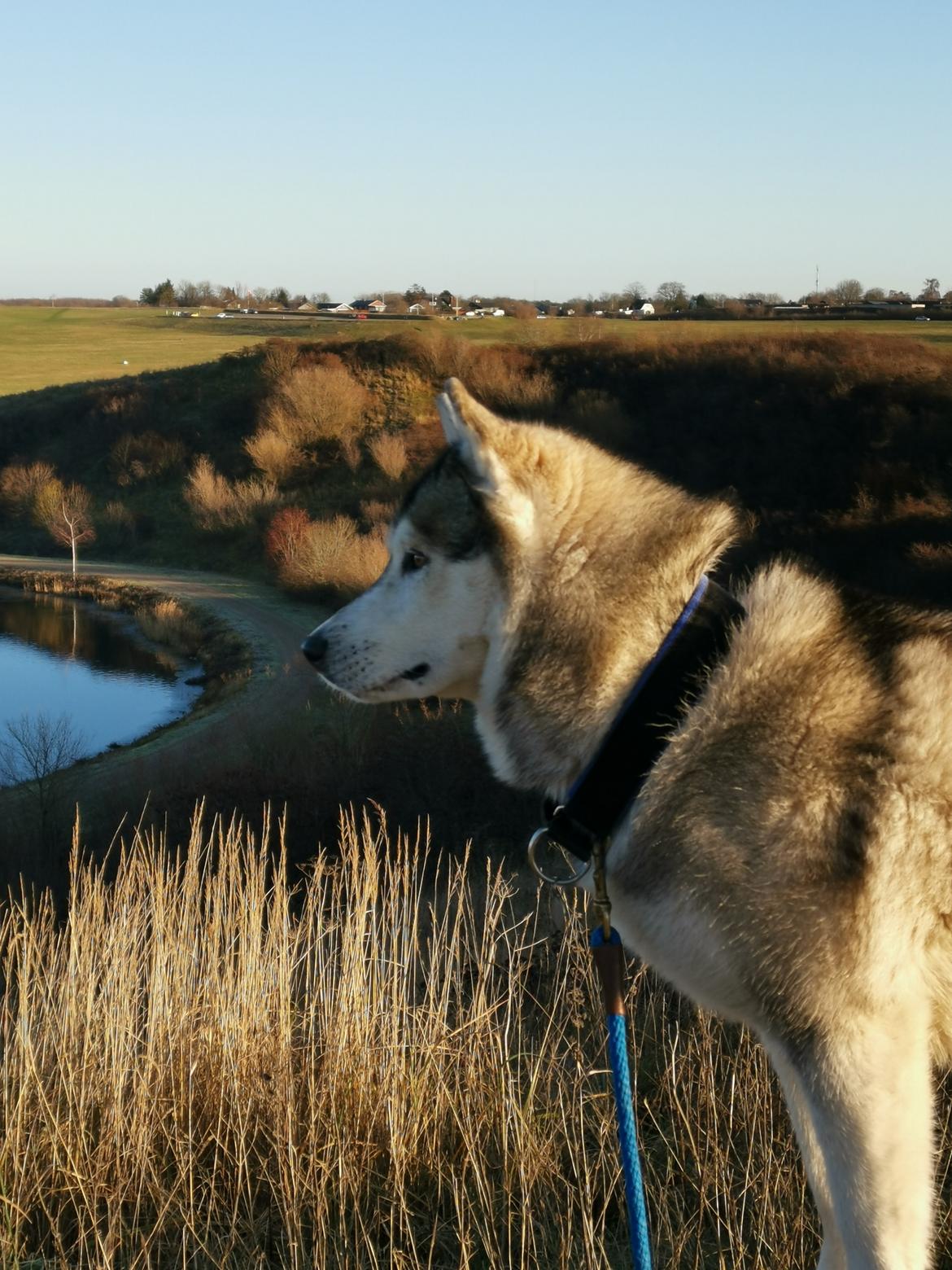 Siberian husky Lufkaz (Mesmocan 7 Cities of Gold) RIP billede 8