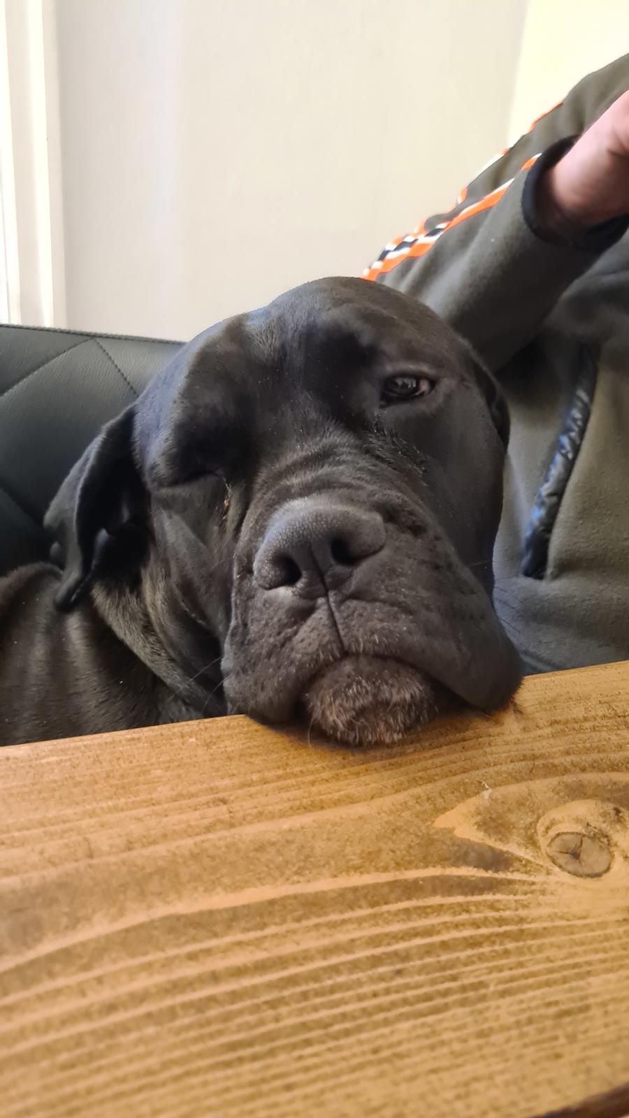 Cane corso Marleu billede 8