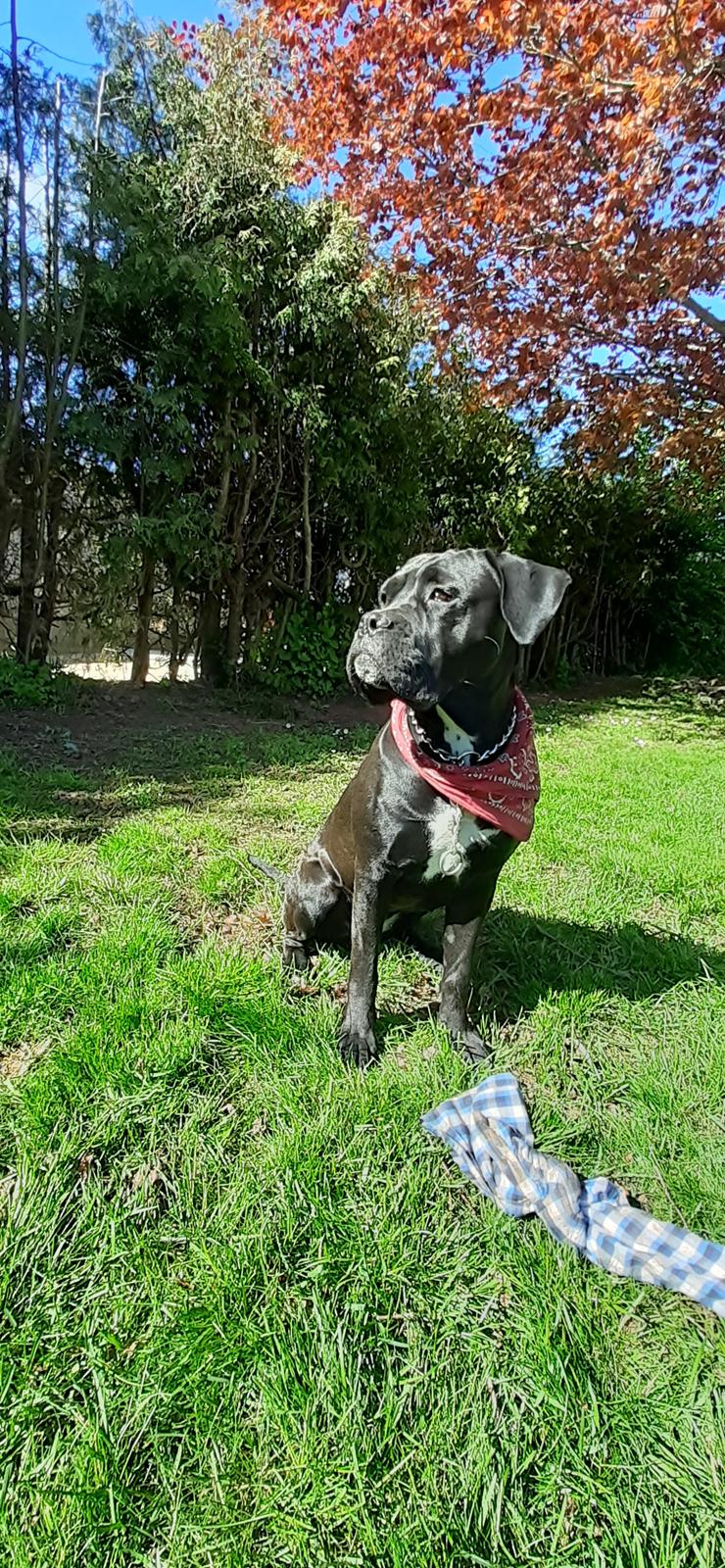 Cane corso Marleu billede 3