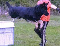 Schæferhund Paul von der Boyneburgker Strasse billede 2