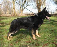 Schæferhund Paul von der Boyneburgker Strasse billede 6