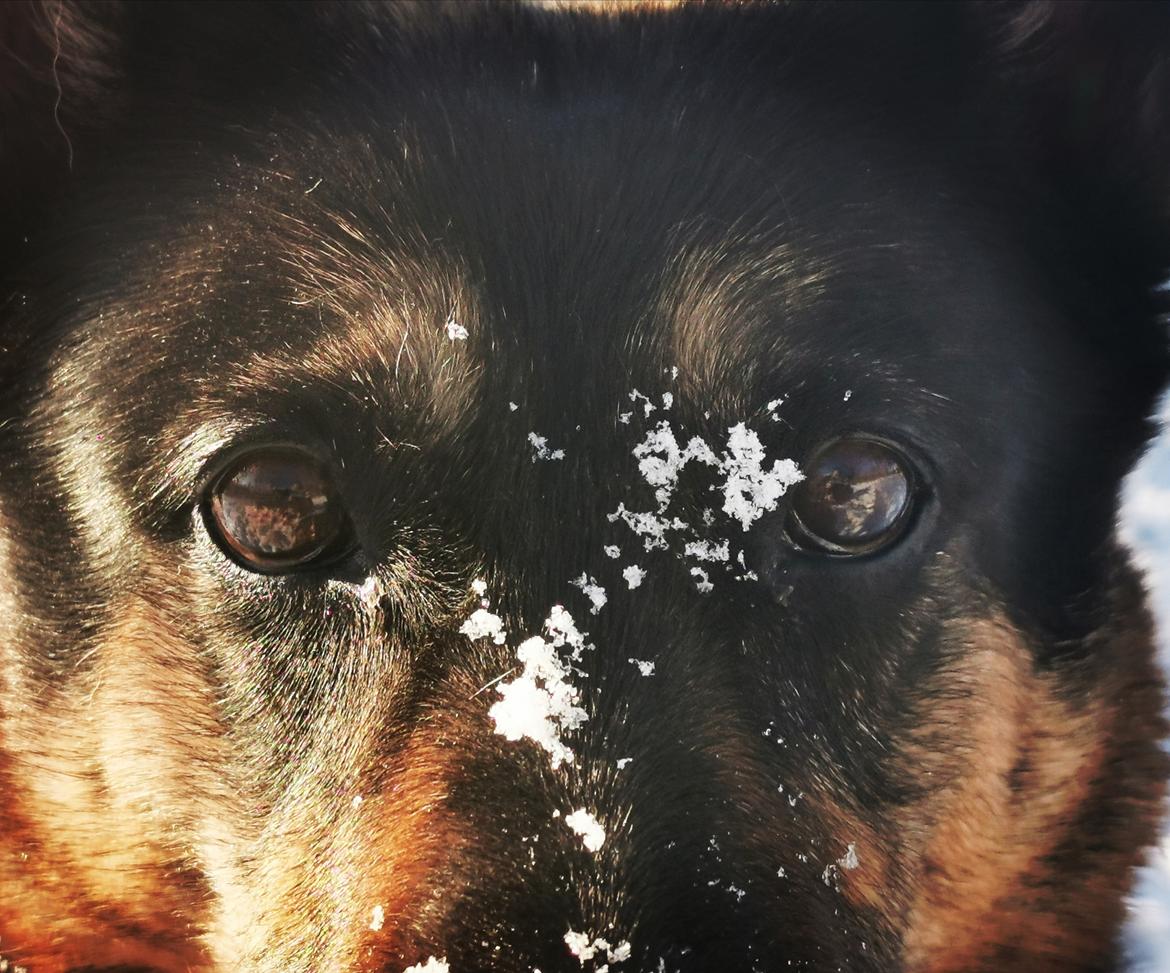 Schæferhund Juice 17/2-2011 - 7/9-2021 - sne-ged 14 januar 2021 billede 45