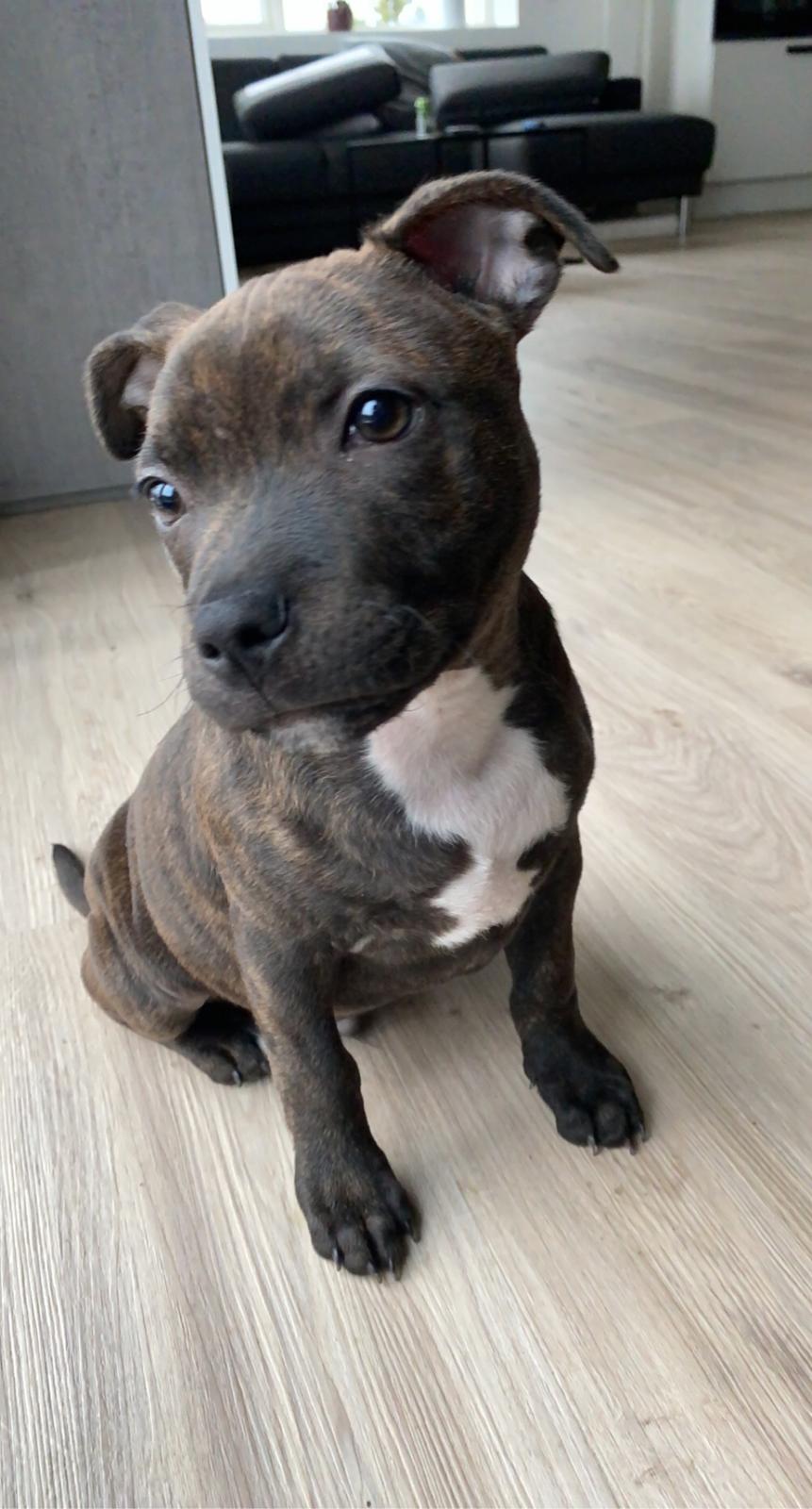 Staffordshire bull terrier Pablo billede 1