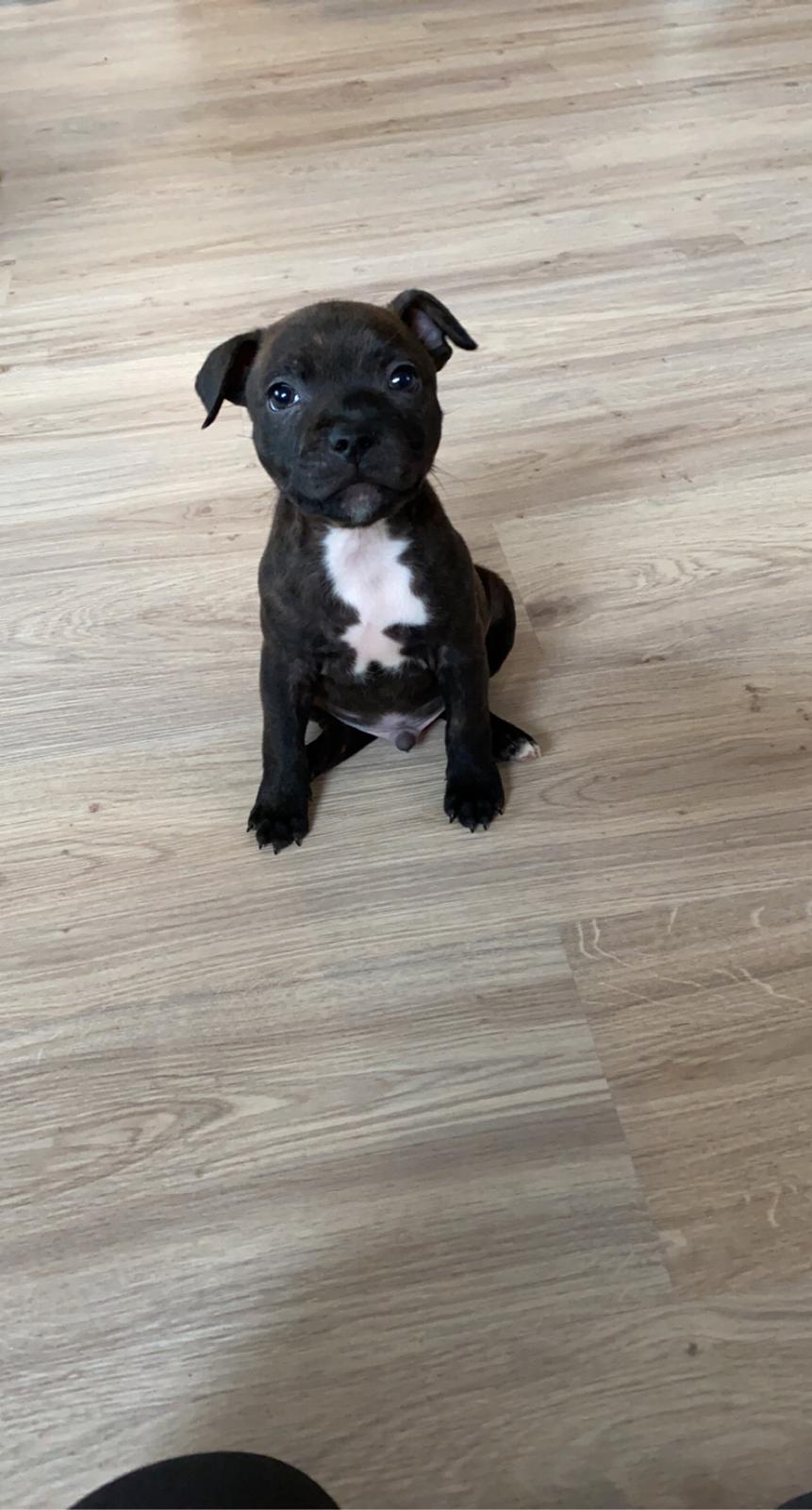 Staffordshire bull terrier Pablo billede 5