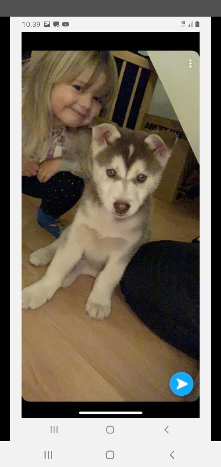 Siberian husky Kenzo billede 1