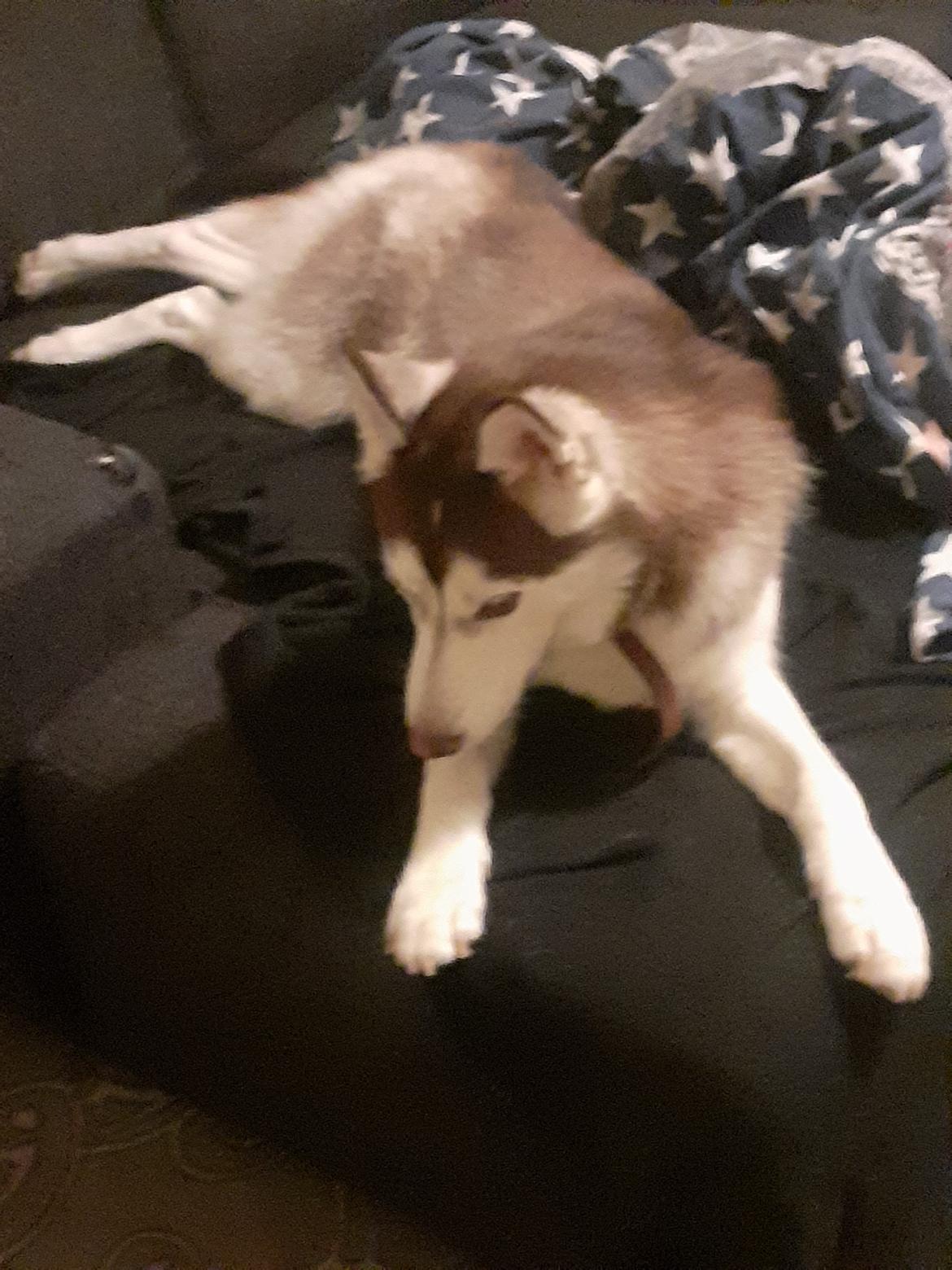 Siberian husky Kenzo billede 5