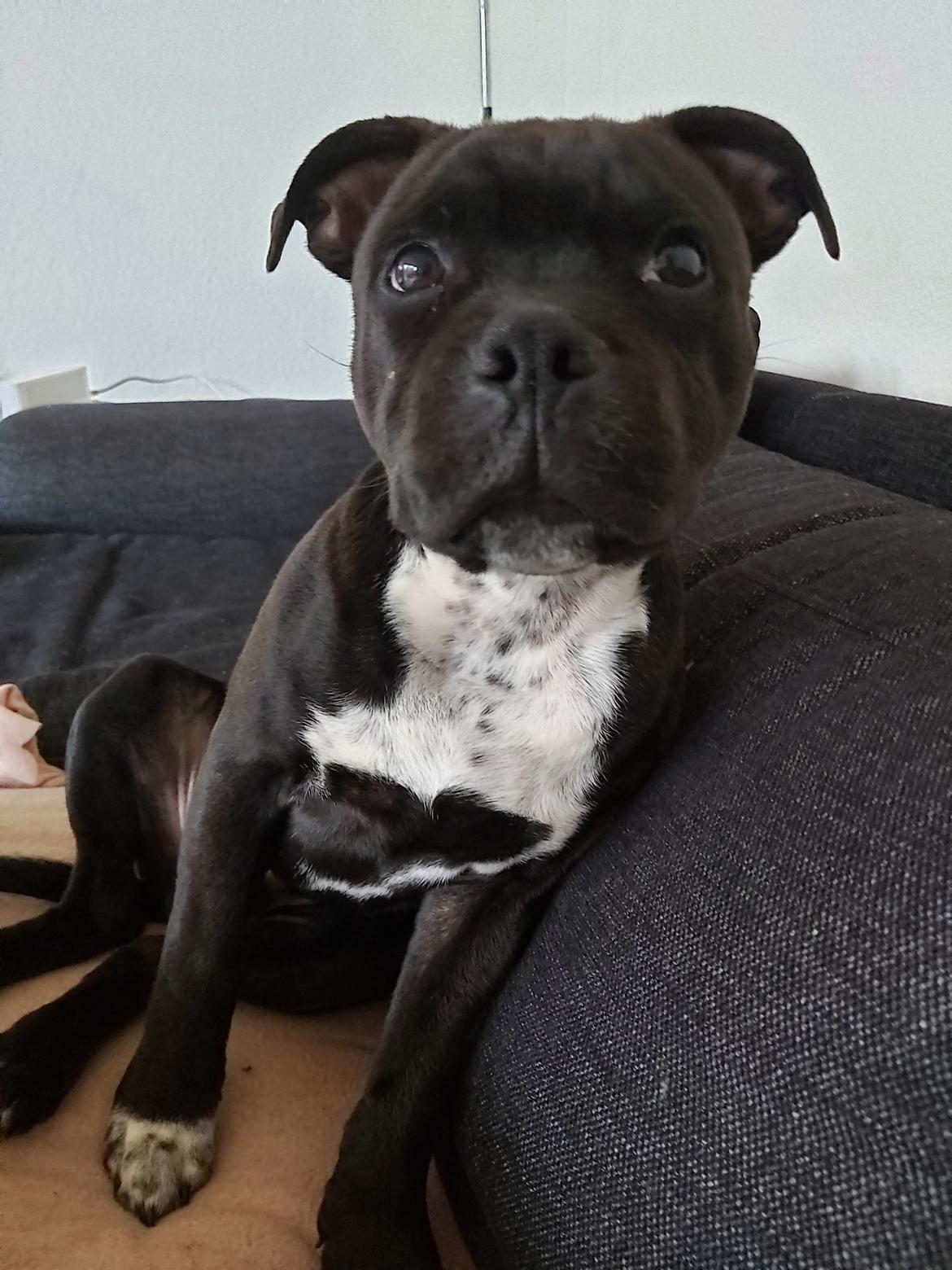 Staffordshire bull terrier Vom Hause Luna's Torben (Topper) billede 13