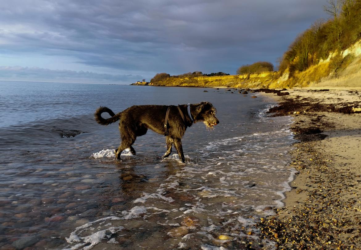 Irsk ulvehund Uffe billede 31